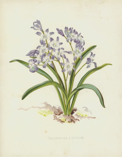Chionodoxa Luciliae da English School